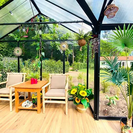 Morning Glory Salvia *